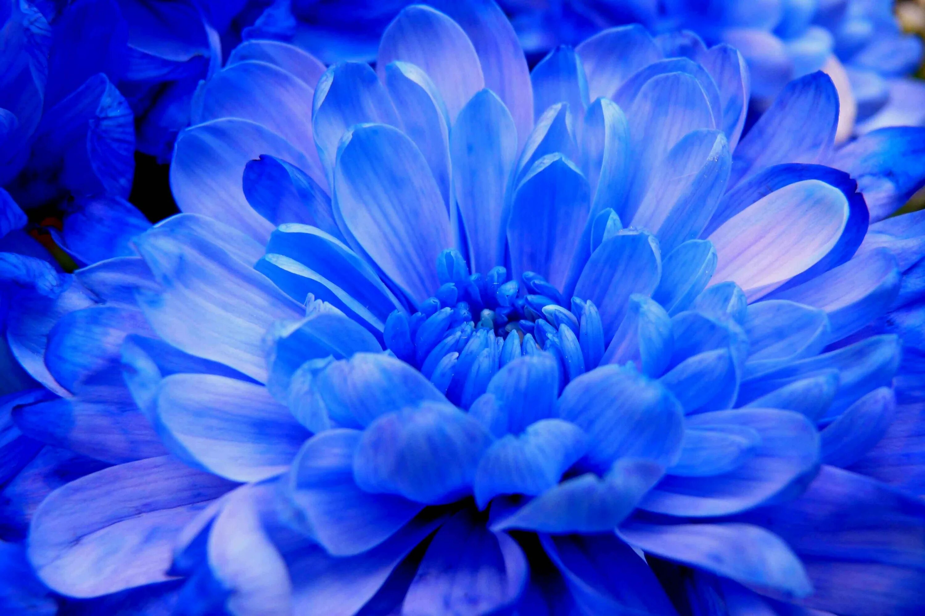 Синий самый любимый цвет. Чапек голубая Хризантема. Блуе Фловер. Синие хризантемы. Пион голубая Хризантема.