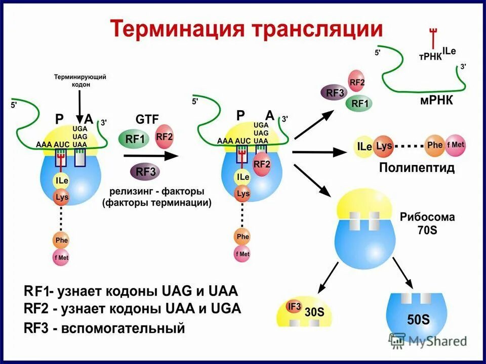 Этапы трансляции биосинтеза. Терминация трансляции этапы. Терминация синтеза белка. Биосинтез белка трансляция терминация. Синтез белка трансляция этапы инициация элонгация.