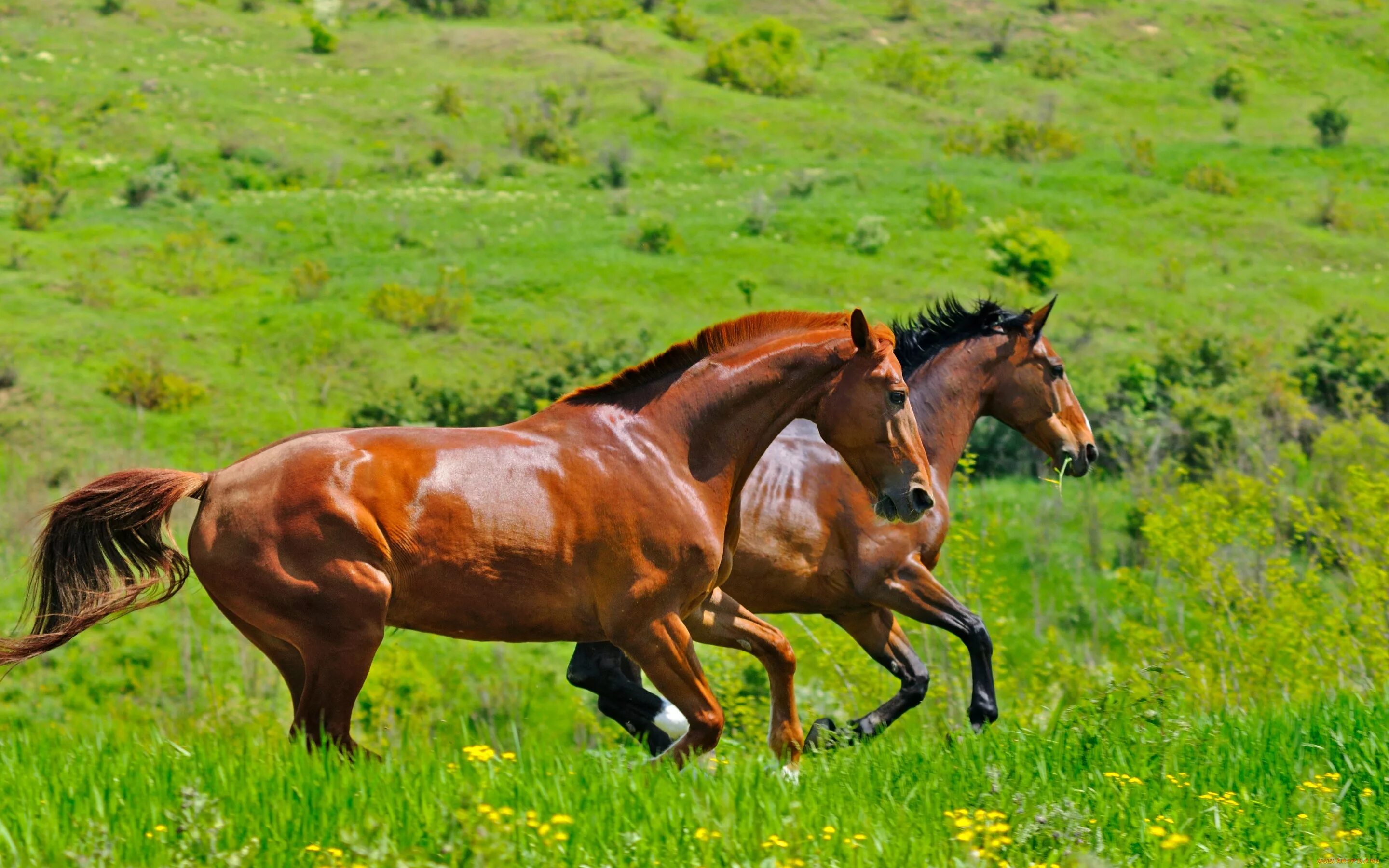 Скачут скачут две лошадки. Лошадь в поле. Лошадь скачет. Loschadi v Pole. Лошадь бежит.