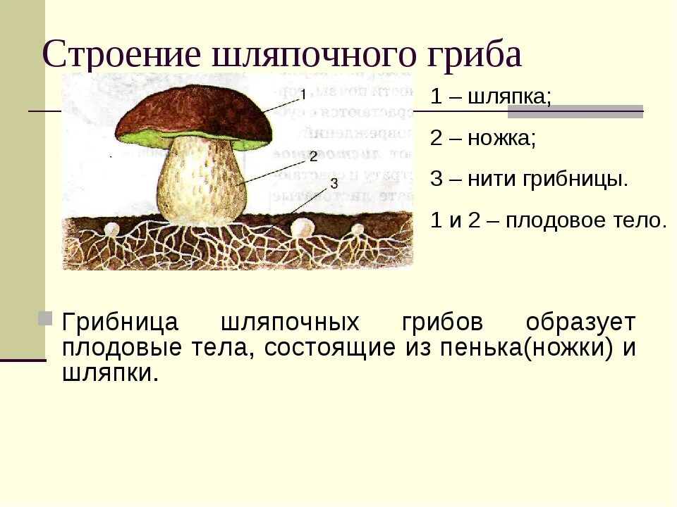 Гриб строение шляпочного гриба. Строение плодового тела шляпочного гриба. Строение шляпочных грибов. Строение грибницы шляпочных грибов. Назови шляпочные грибы
