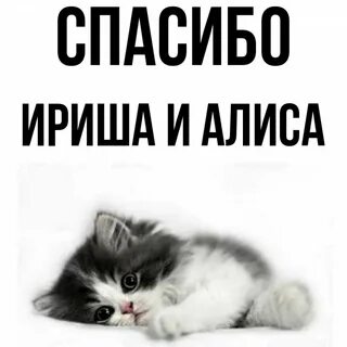 Спасибо алиса хочешь