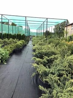 Питомник минское шоссе