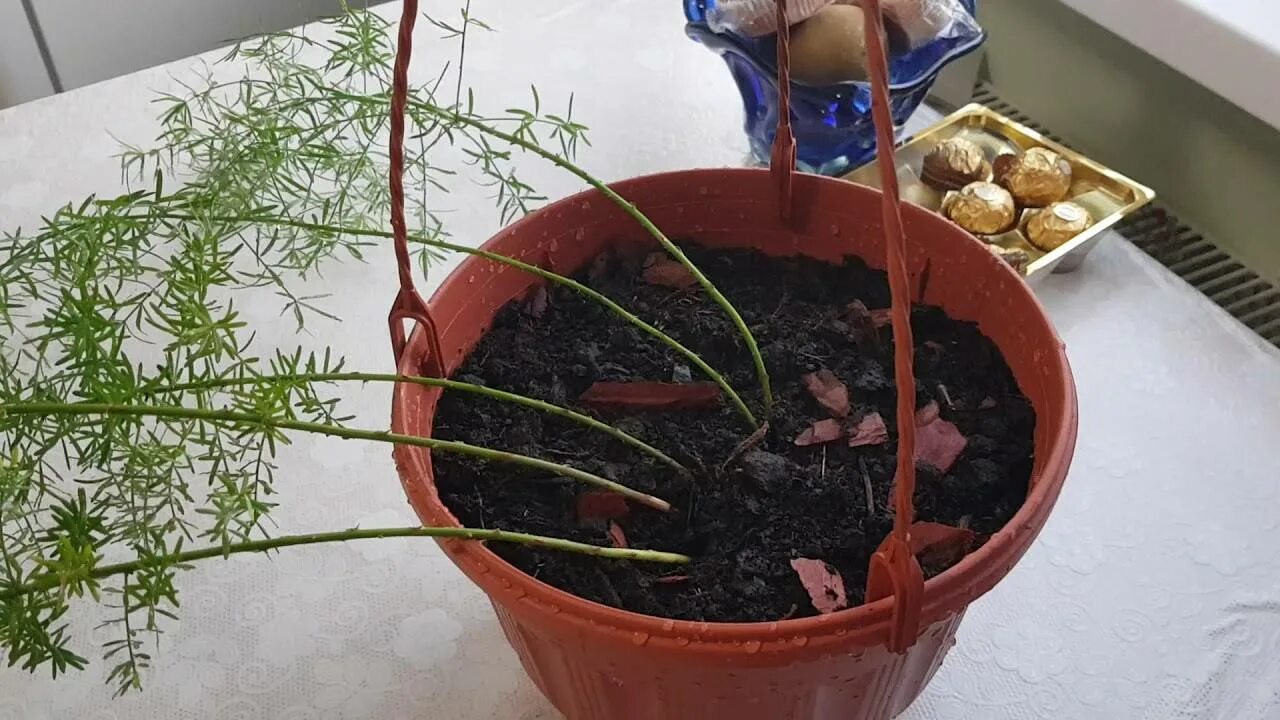Аспарагус как размножаются. Аспарагус шпренгера размножение. аспарагус перистый пересадка. аспарагус шпренгера пересадка. аспарагус фалкатус пересадка.