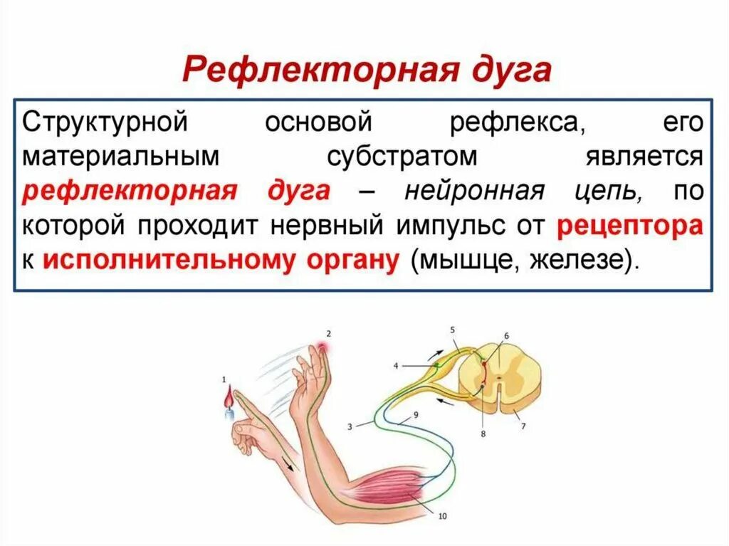 Рефлекс живого. Рефлекс анатомия. Рефлекторная дуга нервной системы анатомия. Нервный Импульс по рефлекторной дуге схема. Рефлекторная дуга строение условного рефлекса.