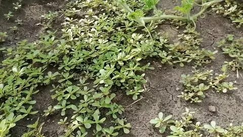 Портулак сорняк как избавиться