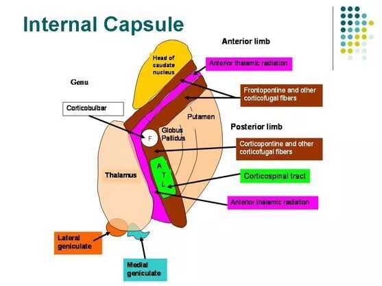 Internal что значит. Internal Capsule. Передняя ножка внутренней капсулы мозга. Внутренняя капсула анатомия. Internal Capsule Brain.