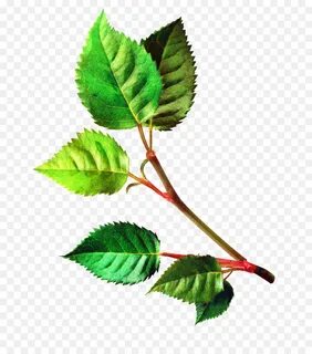Rose leaves