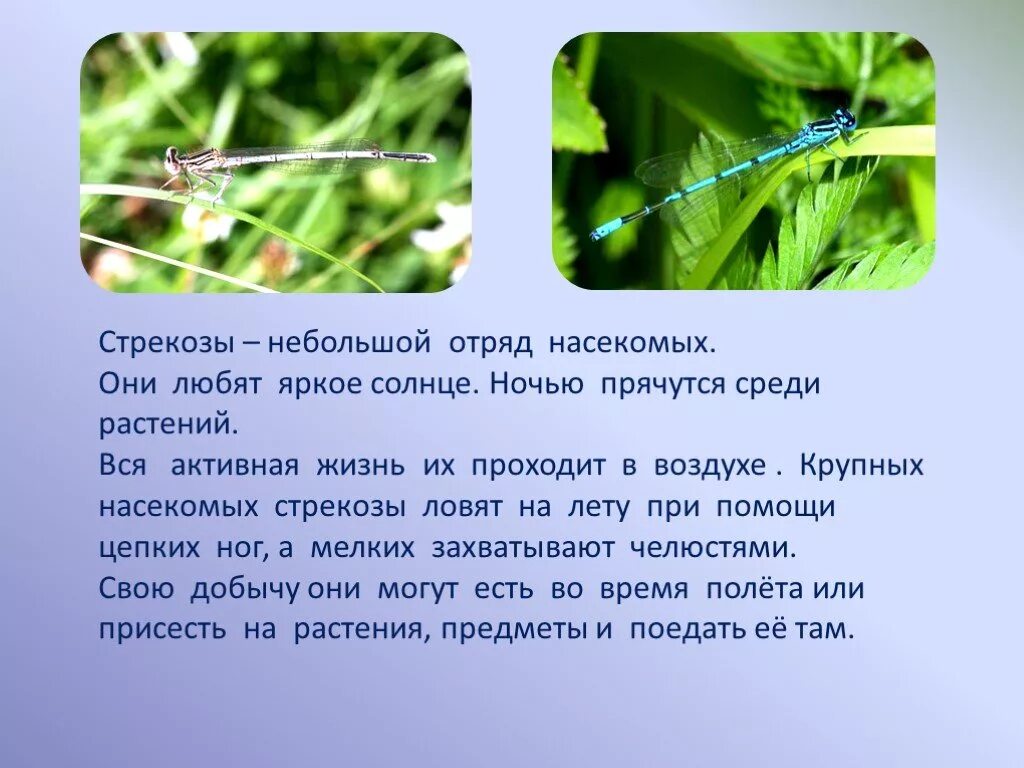 Сообщение стрекозы