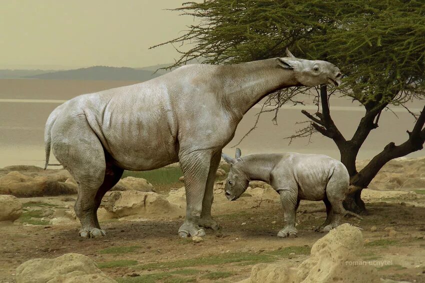 Какое животное выше. Безрогий носорог – индрикотерия. Гигантский носорог Индрикотерий. Палеоген Индрикотерий. Динозавр Индрикотерий.