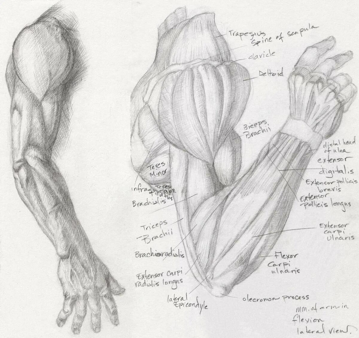 Мышцы предплечья референс. Мышцы предплечья анатомия рисунок. Мышцы руки анатомия. Анатомия для художников мышцы предплеь.