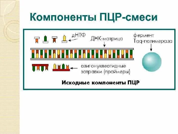 Компоненты реакционной смеси для ПЦР. ПЦР компоненты реакции. Состав реакционной смеси для ПЦР. Полимеразная цепная реакция Праймеры. Обратный праймер