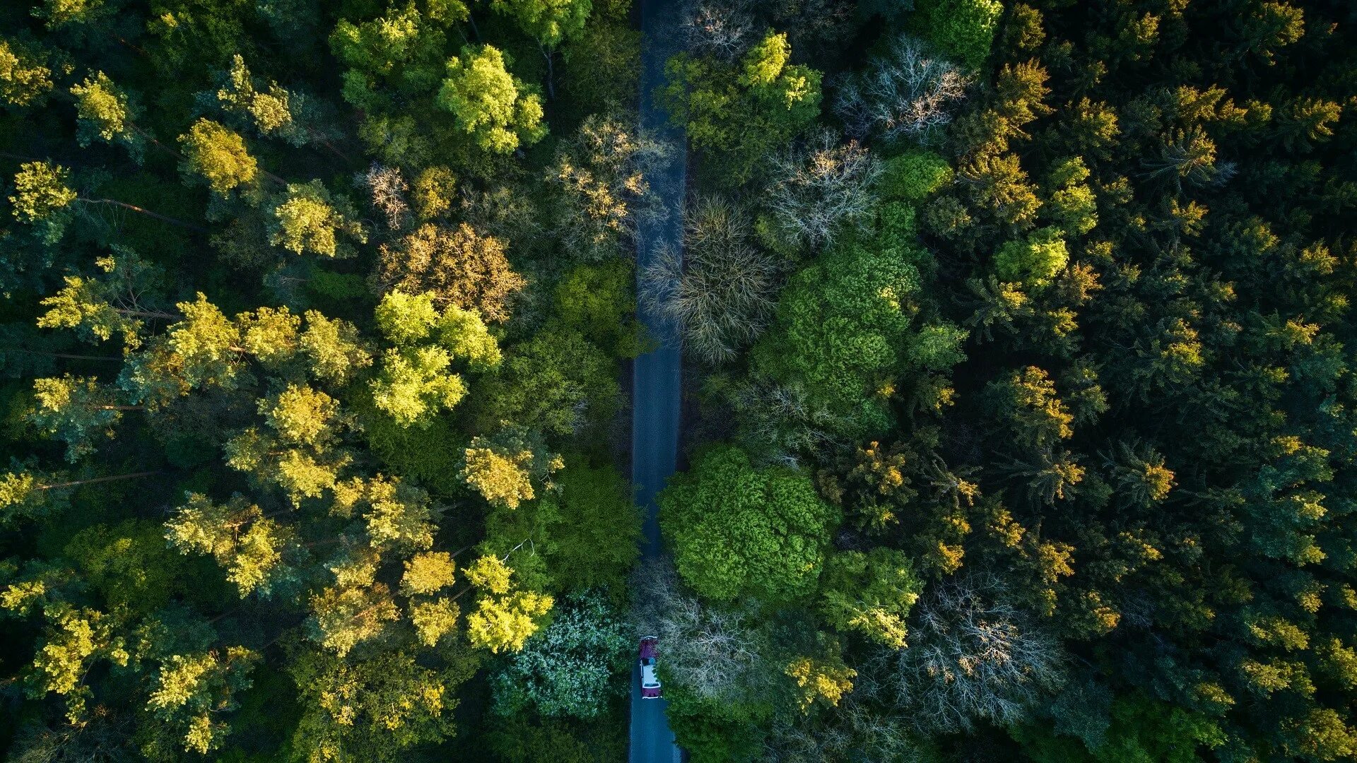Bird s eye view