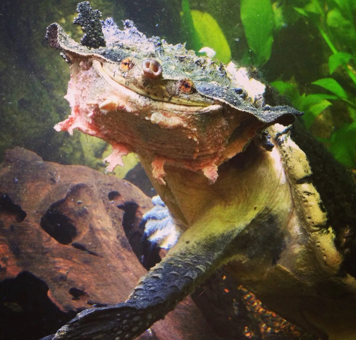 Черепаха-гигант матамата. Chelus fimbriatus. Мата мата фо. Мата мата фо. Мата мата бахроматая ерепаха.