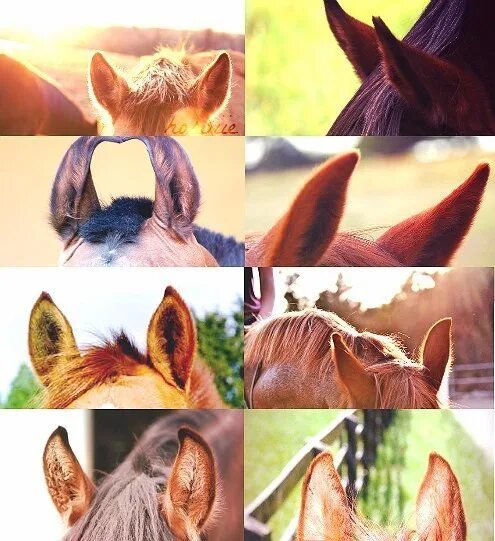 Уши лошади. Ушки для лошади. Конские уши. Ушки для лошадки. Со всех сторон сразу