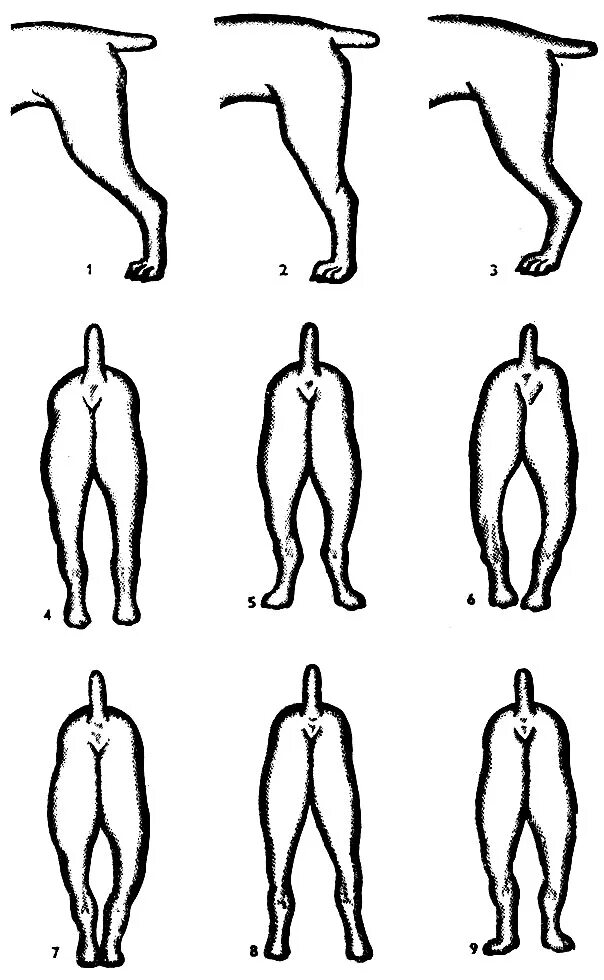 У собаки дрожат лапы. Спрямленный скакательный сустав у собак. Сближенный скакательный суставу овчарки. Постав задних конечностей у собак. Бочкообразный постав задних конечностей.