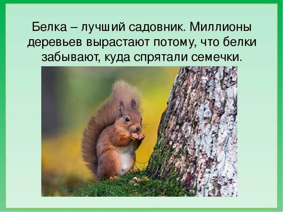 Два факта о животных. Интересные факты о белке. интересные факты про белку. интересные факты о белках. факты о белках животных.