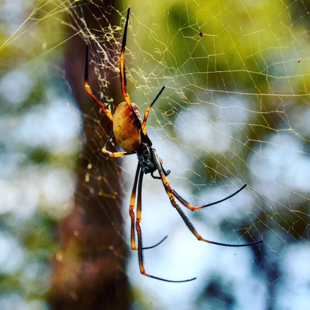 Spider island. Остров Айтолико с пауками. Остров Фрейзер пауки. Остров Айтолико пауки на острове. Паучий остров в Австралии.