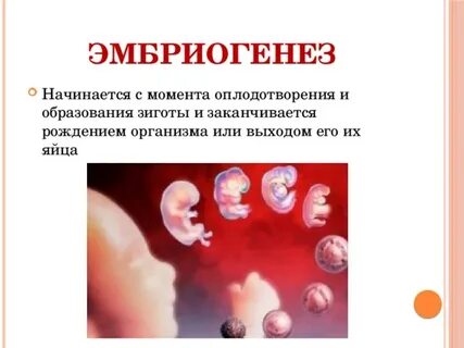 Момент оплодотворения