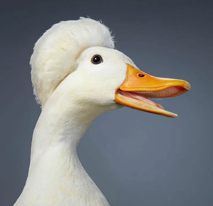 Duck up