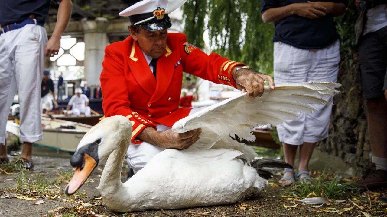 Swan upping в Великобритании. Swan upping традиции. Хранитель лебедей королевы Дэвид барбер. Праздник Swan upping и Королева.