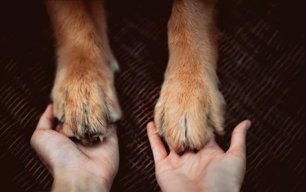 Лапа моем лапу. Лапка щенка. Лапка собаки. Лапа собаки. Лапа моем лапу.