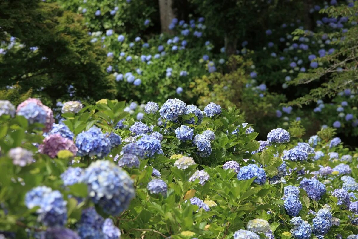 Hydrangeas, Crape Myrtles and Giant Himalayan Lilies: Summer Delights at the Bot