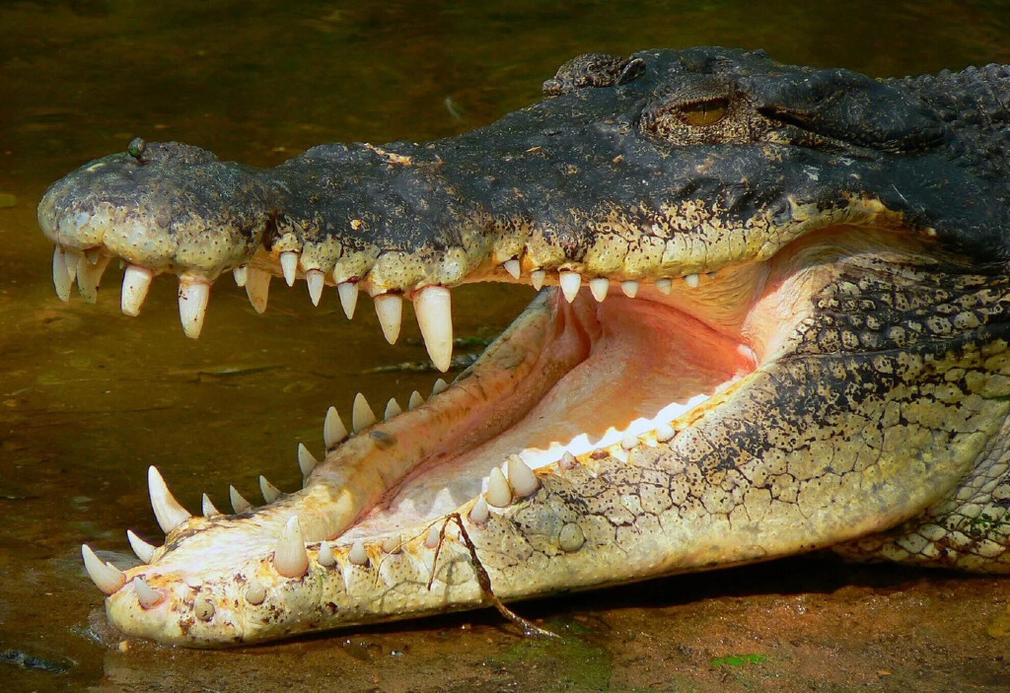 Рекорды рептилий. Крокодил. Интересные факты о крокодилах. Интересные факты про крокодилов. Удивительные факты про крокодилов.