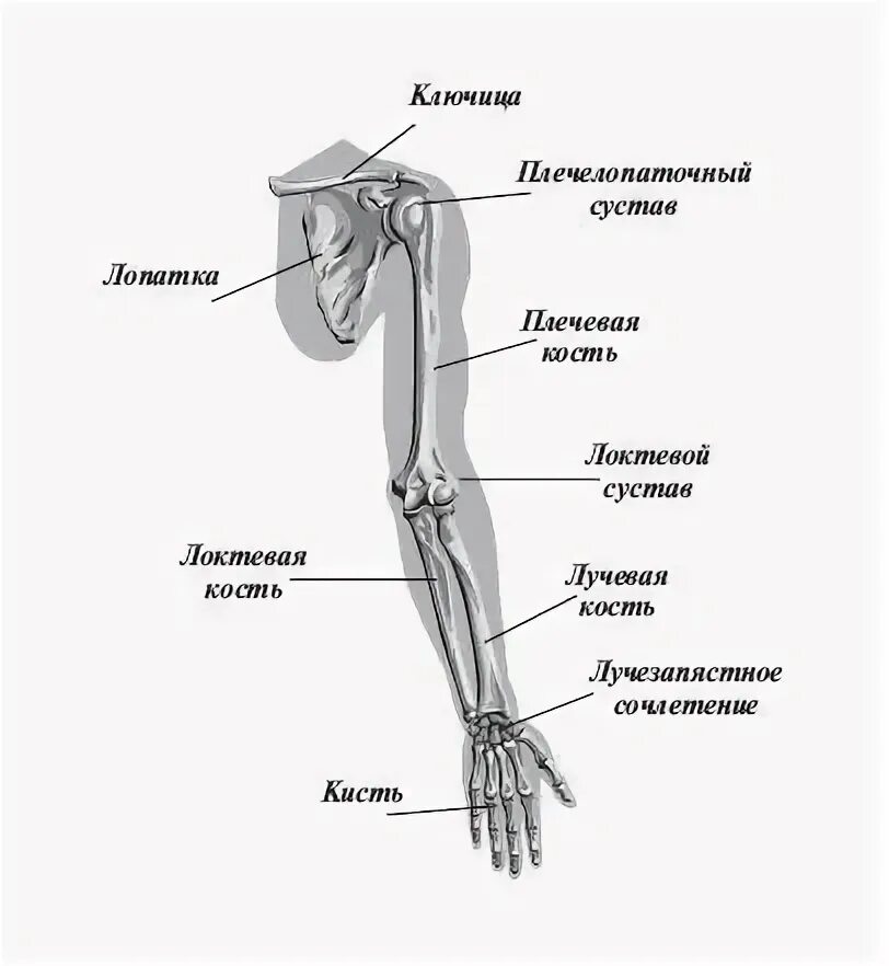 Части верхней конечности человека. Рука анатомия строение кости. Строение скелета руки человека. Строение руки человека с названиями плечо предплечье. Плечо предплечье кисть анатомия.