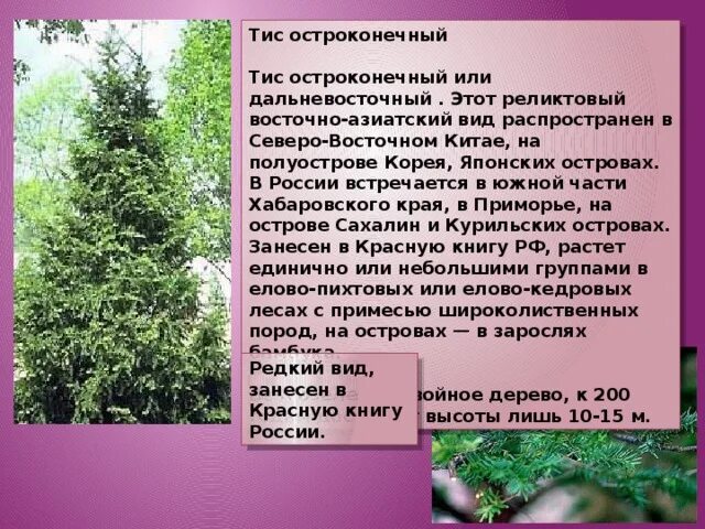 Черты характера сибиряка. Культурное наследие народов урала. Молодёжь это социально-демографическая группа. Сибиряки, дальневосточники – это. Сибиряки дальневосточники это демографическая группа.