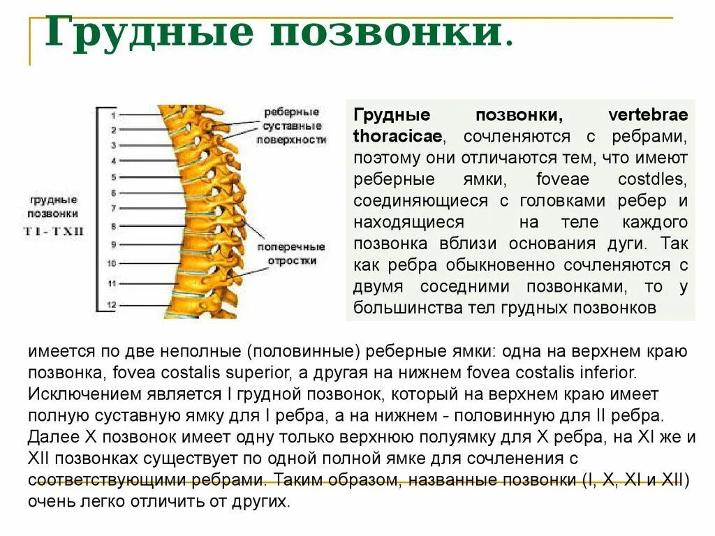 Образуют грудной отдел позвоночника. Особенности позвонков грудного отдела. Особенности строения поясничный грудного отдела. Особенности строения позвонков грудного отдела. Особенности строения грудных позвонков анатомия.