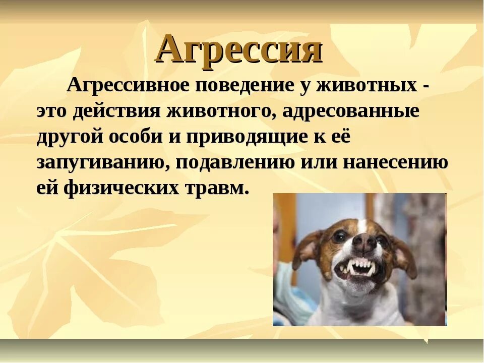 Поведение животных 6 класс. Агрессивное поведение животных. Примеры агрессии у животных. Виды агрессии у собак. Поведение домашних животных.