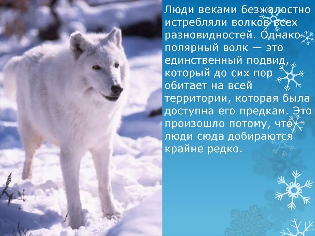 Полярный волк где находится на карте. Полярный волк доклад. Полярный волк презентация. Полярный волк для детей. Полярный волк описание.