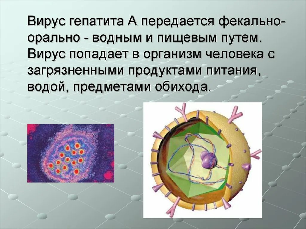 Вирусный гепатит задачи. Вирус гепатита в. Вирусные гепатиты презентация. Вирус гепатита с презентация. Строение вируса гепатита в.