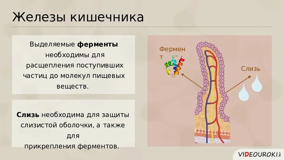 Кишечные железы строение. Функции желез кишечника. Железы тонкого кишечника. Железы кишечника строение. Какие железы вырабатывают слизь