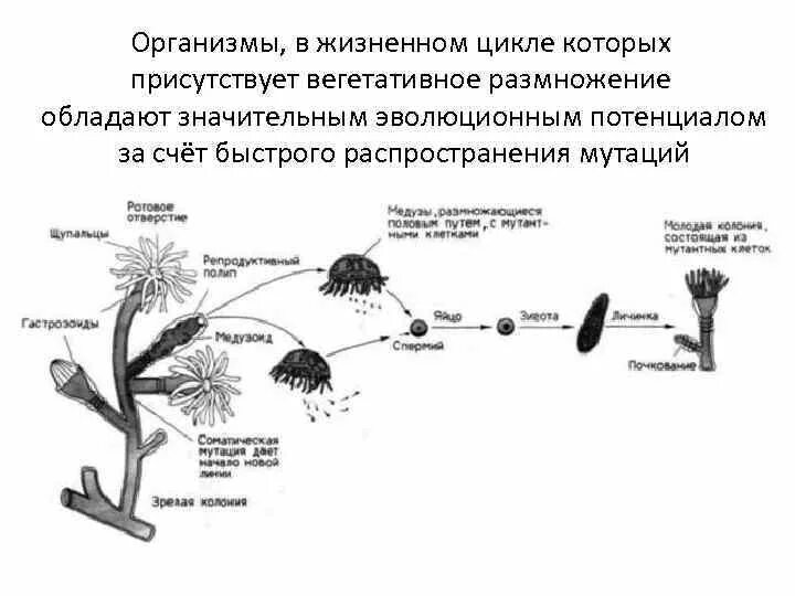 Вегетативное размножение зигомицетов. Вегетативный жизненный цикл размножения. Жизненный цикл зигомицетов схема. Организмы в жизненном цикле которых есть споры.