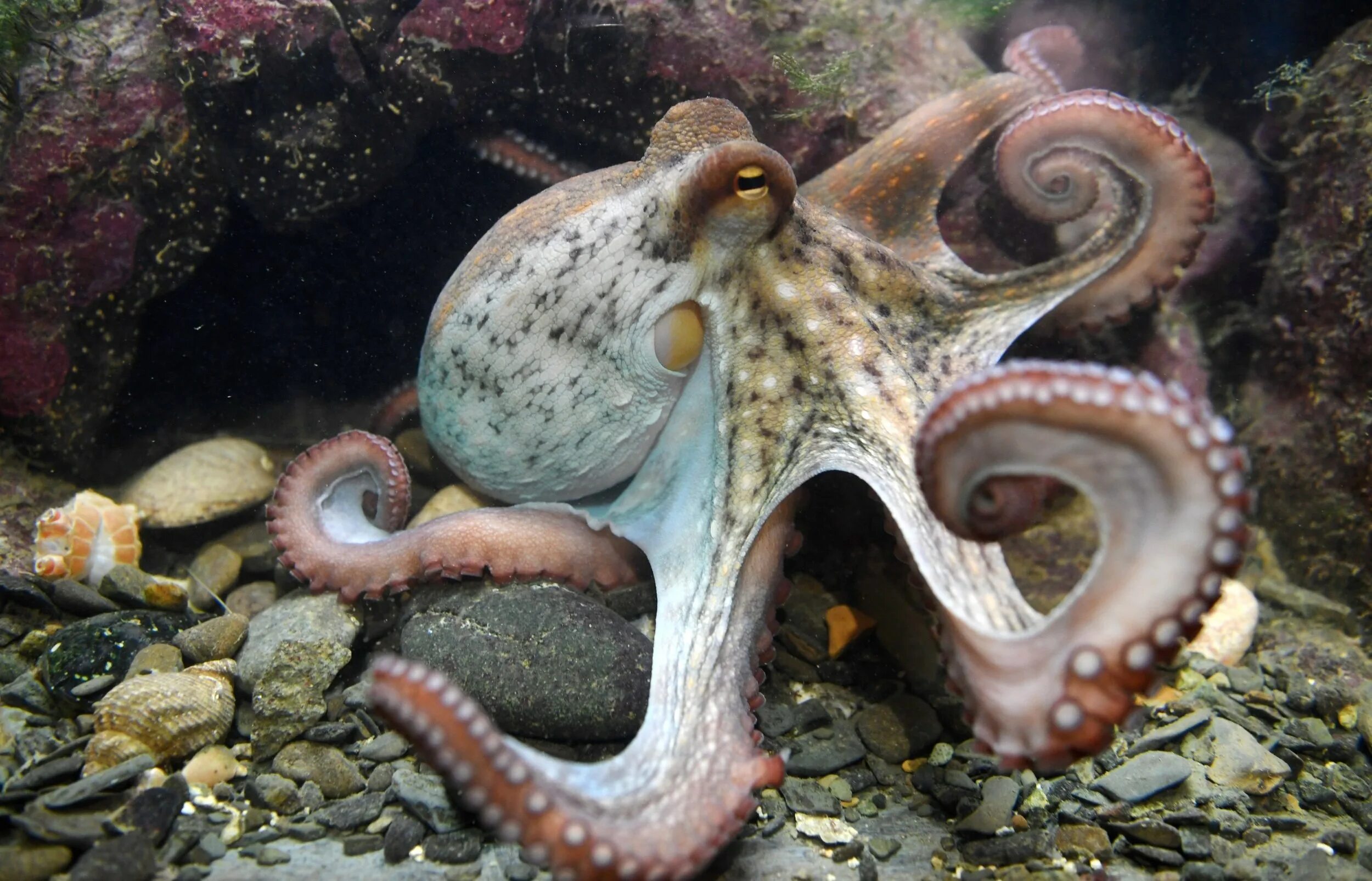 Осьминог Дофлейна. Головоногие моллюски осьминог. Синекольчатый осьминог. Карликовый осьминог. Морское головоногое
