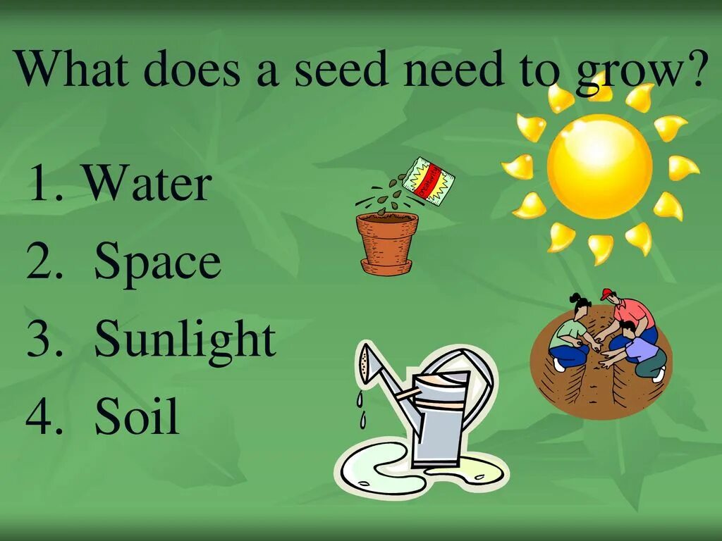 What we need is. Seed фраза. seed phrase. what do we need. what do plants need.