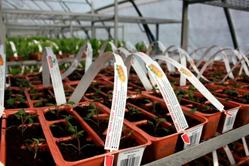 Лучший магазин рассады. Лучший магазин рассады