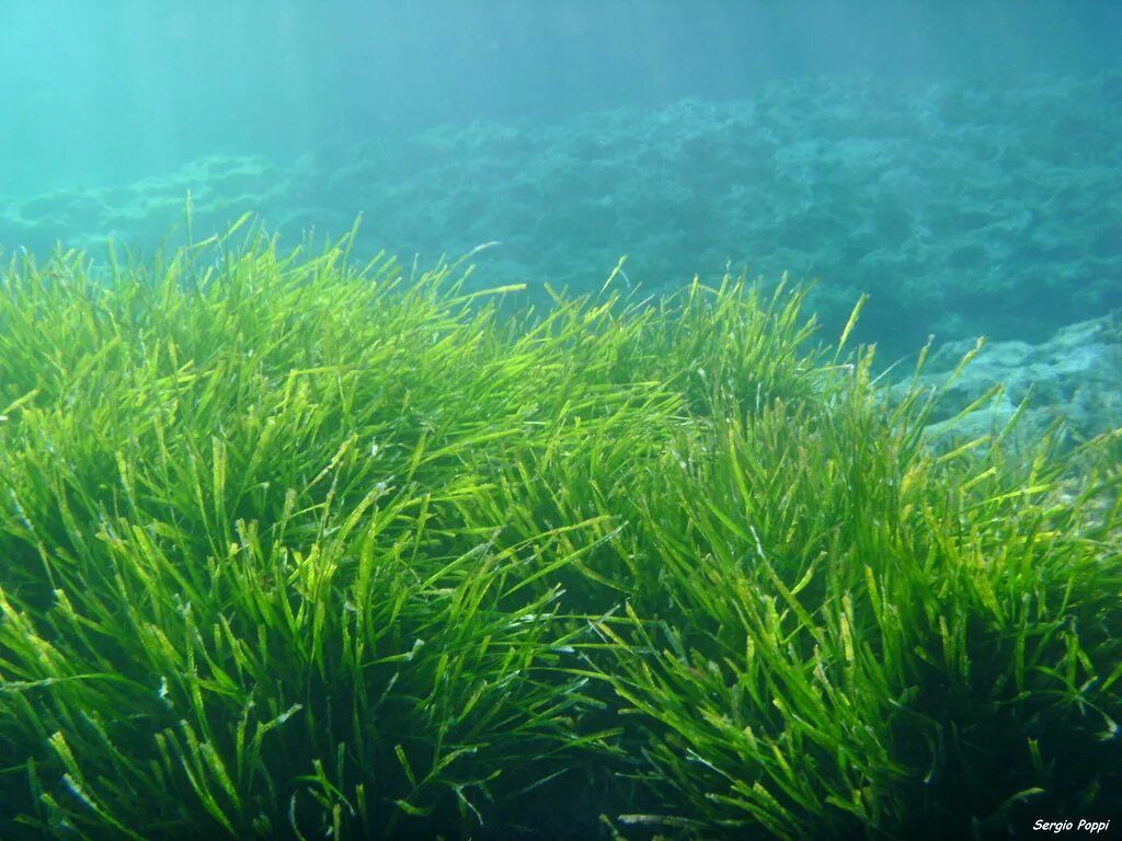 Океанические водоросли. Зостера морская водоросль. Зостера взморник. Зостера водоросли Каспийского моря. Ленточная водоросль Посейдония.