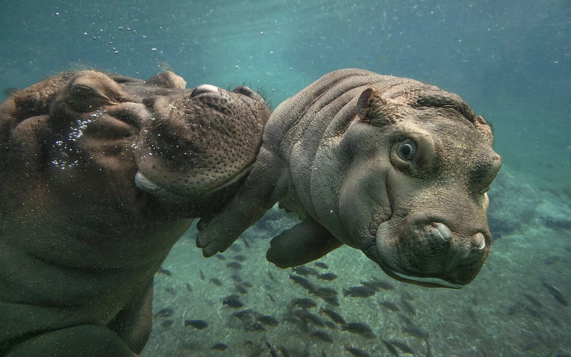 Звери под водой. Бегемот Hippo. Бегемот под водой. Вес бегемота. Морской носорог.