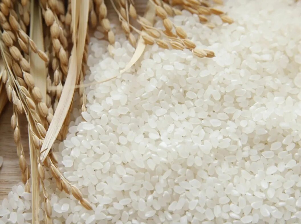 Японская пшеничная. Рис. Рисовая крупа. Рис (зерно). Рисовое зерно.