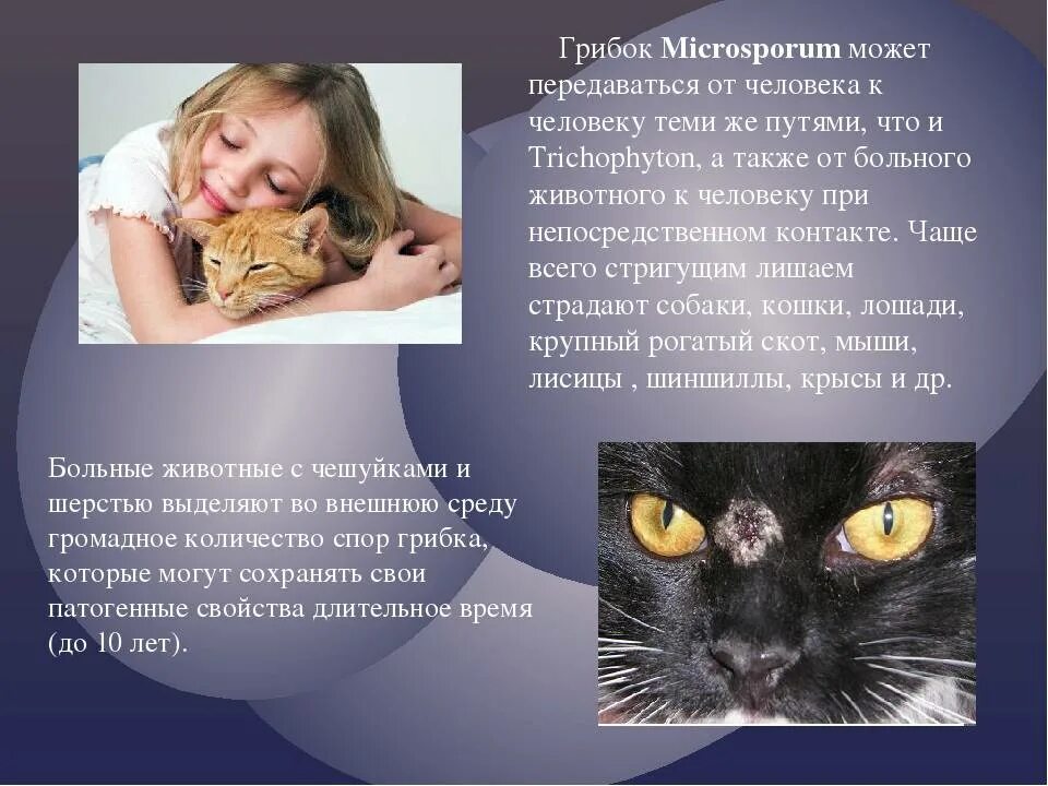 Может ли человек заразиться кошачьим. Болезни кошек передающиеся человеку. Болезни животных передающиеся человеку. Лишай передающийся от животных.