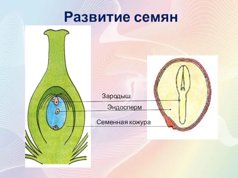 Образование зародыша семени. Эндосперм у покрытосеменных развивается. Зародыш покрытосеменных растений. Эндосперм цветковых растений. Образование семени у цветковых растений.