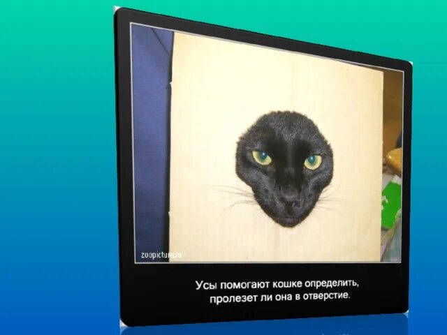 Кошачий ус приметы для денег. Биколор кот приметы. Ус кошки приметы. Ус кошки приметы. Кошачий ус приметы.