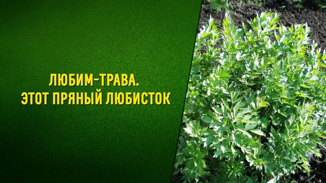 Les vertus de l'huile essentielle de sarriette vivace Summer savory, Herbs, Herb