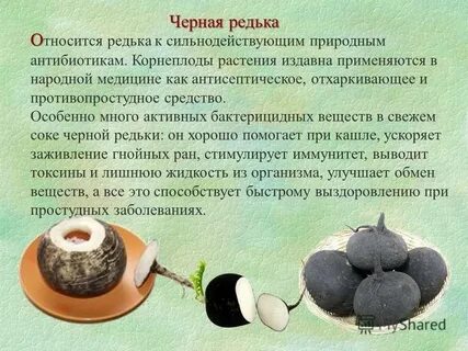 Редька зеленая с медом от кашля рецепт
