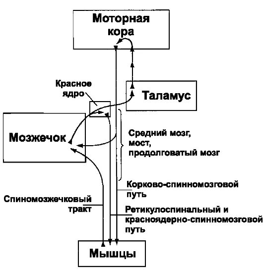 Методика исследования произвольных движений. А. Функциональная организация произвольного движения. Регуляция произвольных движений схема. Система произвольных движений.