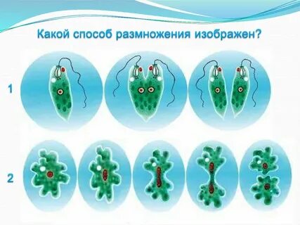 Способы размножения одноклеточных организмов
