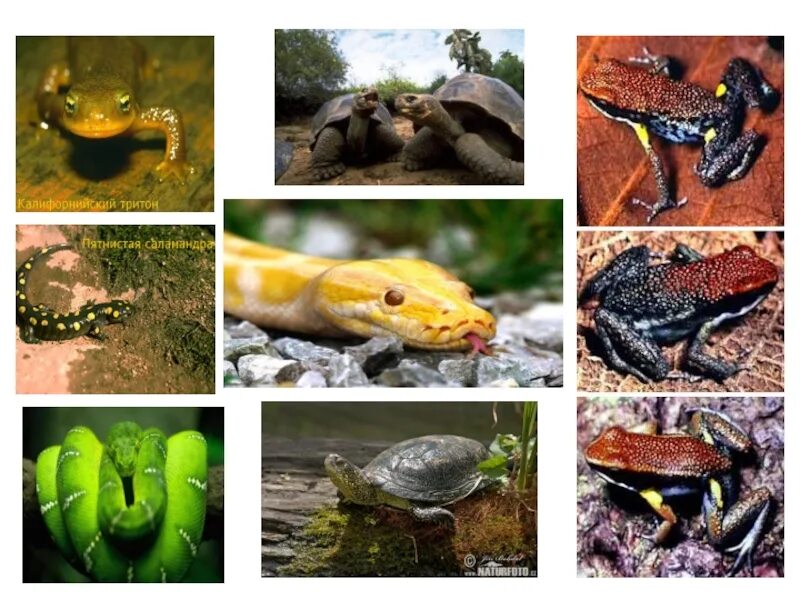 Рептилии и амфибии. Земноводные и пресмыкающиеся. Рептилии и земноводные. Амфибии и пресмыкающиеся.