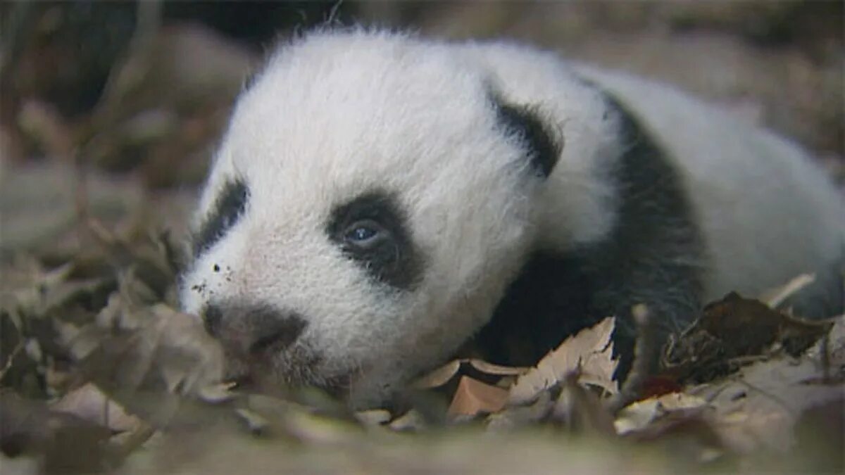 Pandas animals